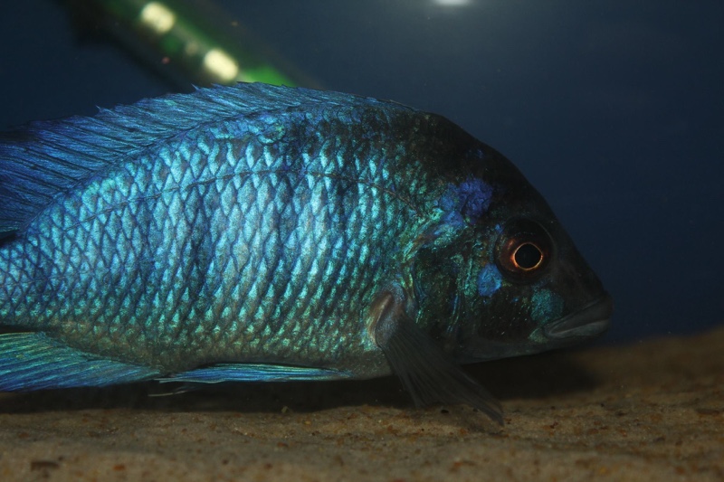 Placidochromis sp. 'phenochilus gissel' Chiofu